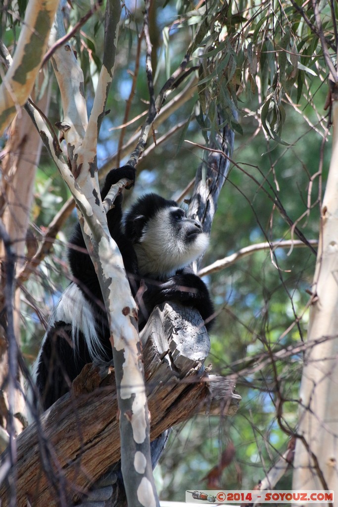 Canberra Zoo - Colobus
Mots-clés: AUS Australian Capital Territory Australie Curtin geo:lat=-35.30129000 geo:lon=149.06964050 geotagged animals singes Colobus