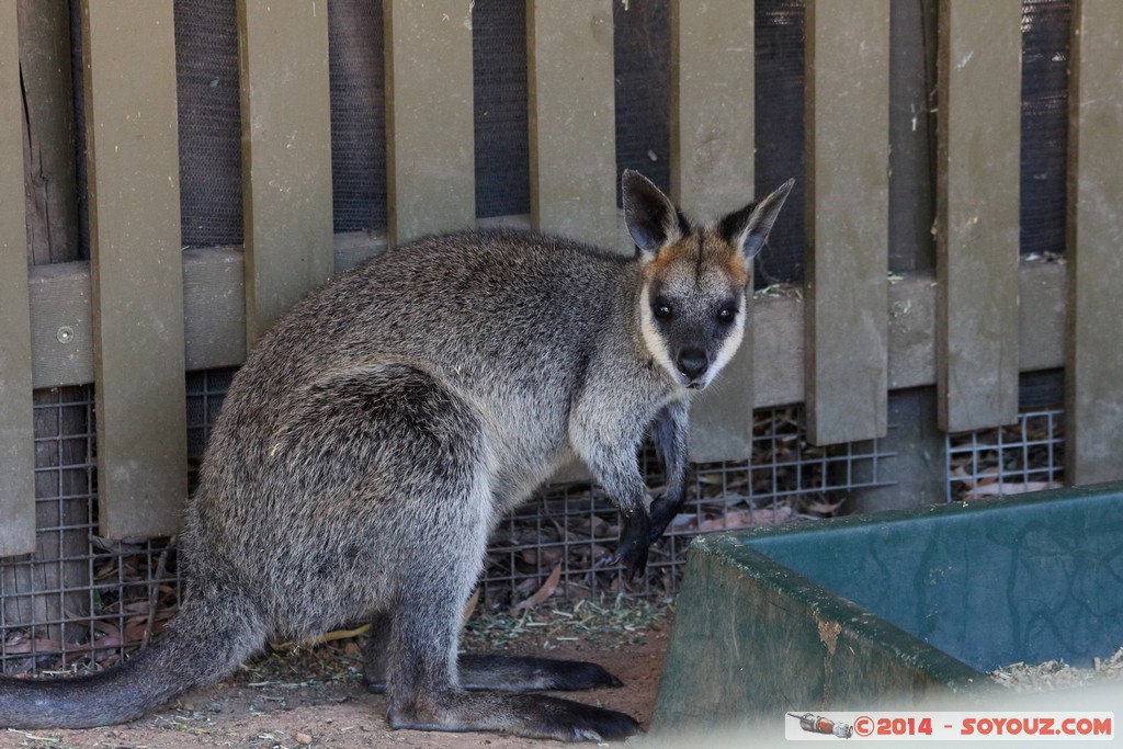 Canberra Zoo - Wallaby
Mots-clés: AUS Australian Capital Territory Australie Curtin geo:lat=-35.30080150 geo:lon=149.06861950 geotagged animals Wallaby animals Australia