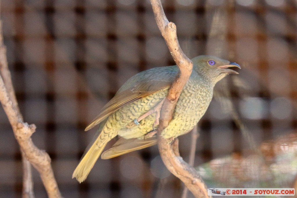 Canberra Zoo - Bird
Mots-clés: AUS Australian Capital Territory Australie Curtin geo:lat=-35.30071800 geo:lon=149.06863000 geotagged animals oiseau