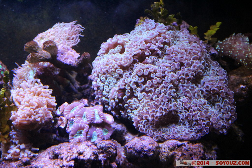 Canberra Zoo - Aquarium
Mots-clés: AUS Australian Capital Territory Australie Curtin geo:lat=-35.29918581 geo:lon=149.07010889 geotagged animals anemone