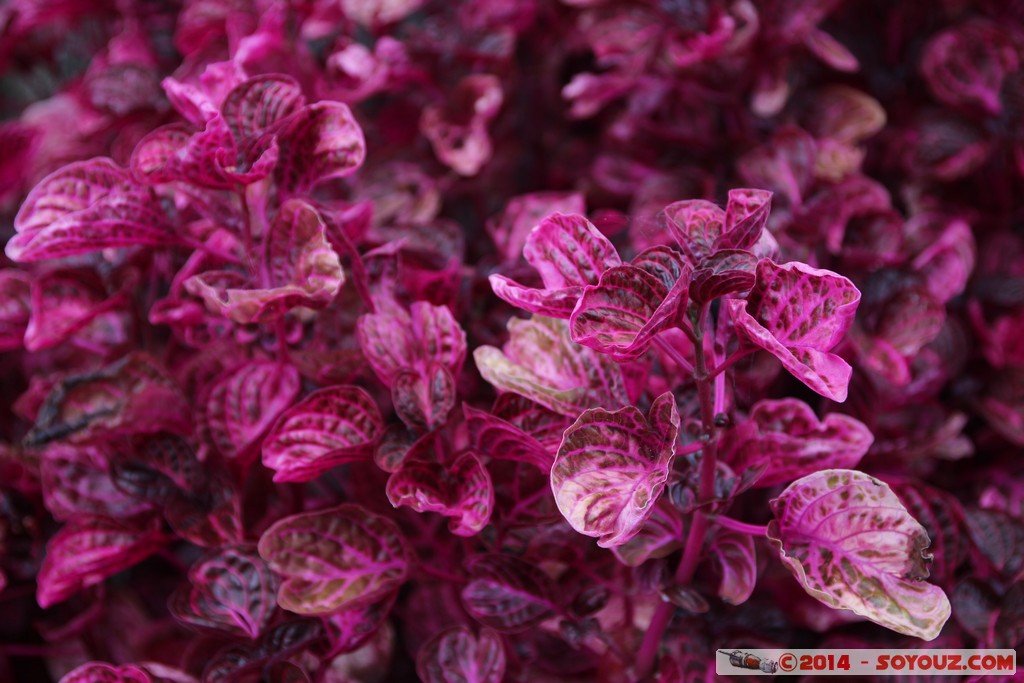 Brisbane - Botanic Gardens
Mots-clés: AUS Australie geo:lat=-27.47641400 geo:lon=152.97753625 geotagged Queensland Toowong brisbane Botanic Gardens Mt. Cootha plante