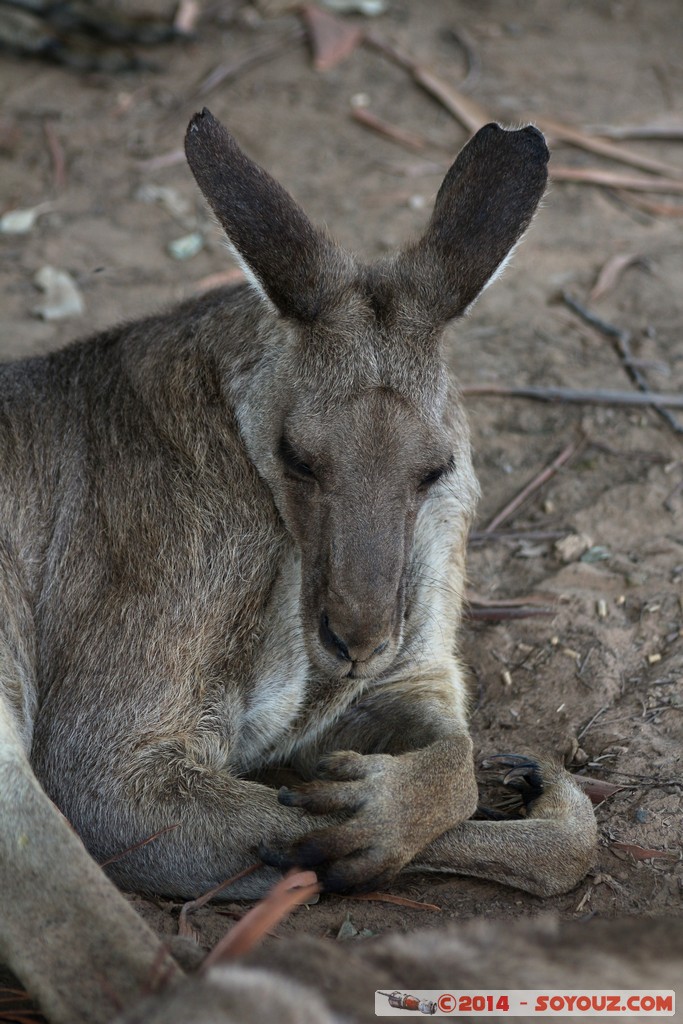 Brisbane - Wallaby
Mots-clés: AUS Australie Fig Tree Pocket geo:lat=-27.53522897 geo:lon=152.96810746 geotagged Queensland brisbane Lone Pine Sanctuary animals Australia Wallaby animals