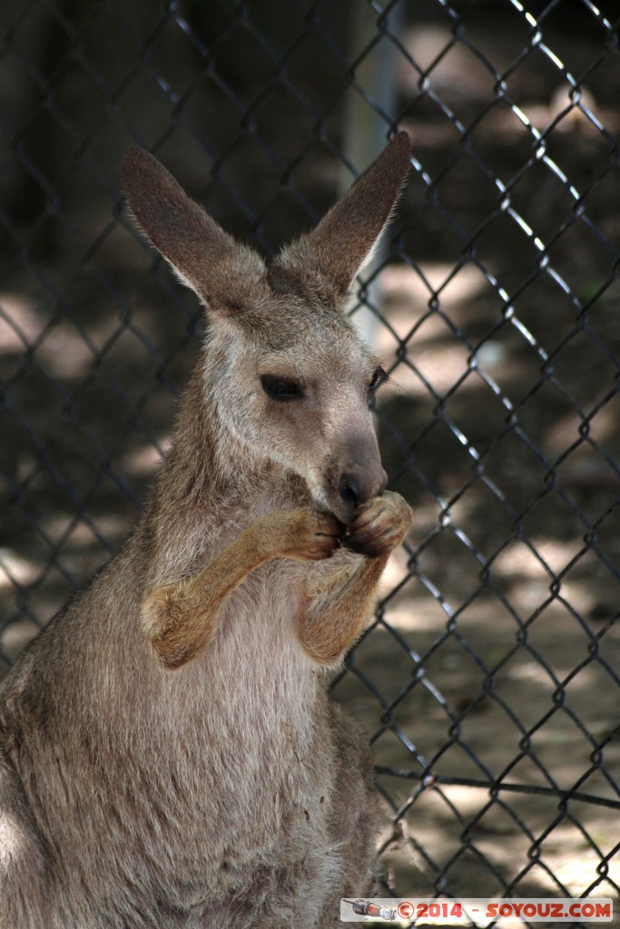 Brisbane - Wallaby
Mots-clés: AUS Australie Fig Tree Pocket geo:lat=-27.53522897 geo:lon=152.96810746 geotagged Queensland brisbane Lone Pine Sanctuary animals Australia Wallaby animals