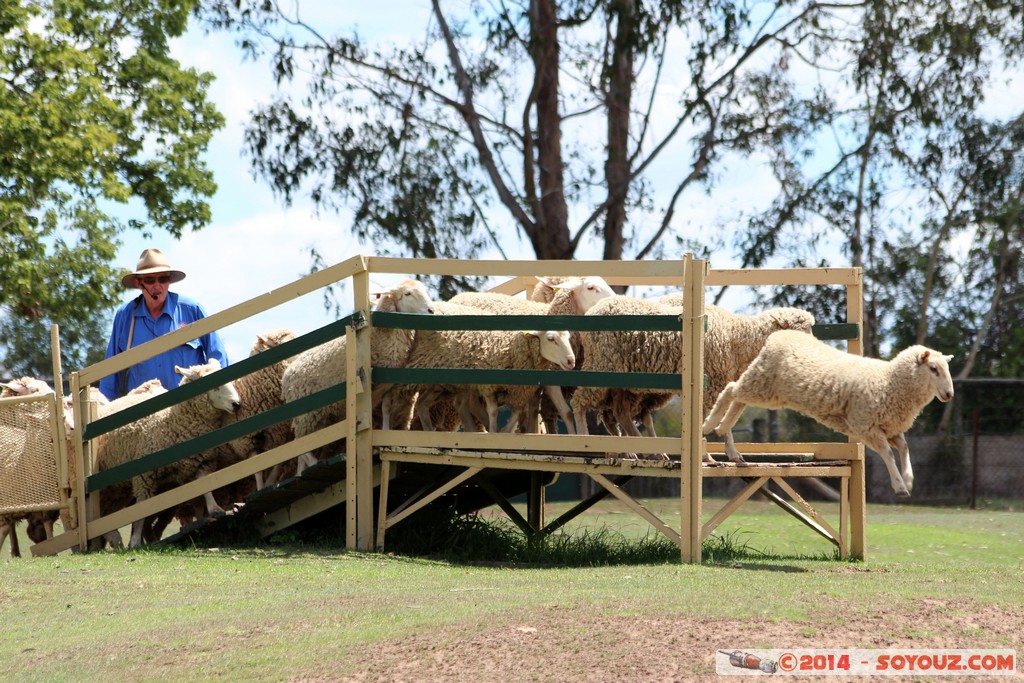Brisbane - Flock of Sheep
Mots-clés: AUS Australie Fig Tree Pocket geo:lat=-27.53607805 geo:lon=152.96951830 geotagged Queensland brisbane Lone Pine Sanctuary animals Mouton