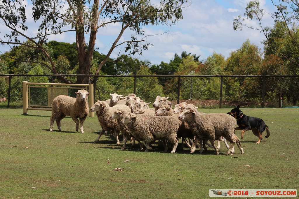 Brisbane - Flock of Sheep
Mots-clés: AUS Australie Fig Tree Pocket geo:lat=-27.53607805 geo:lon=152.96951830 geotagged Queensland brisbane Lone Pine Sanctuary animals Mouton chien