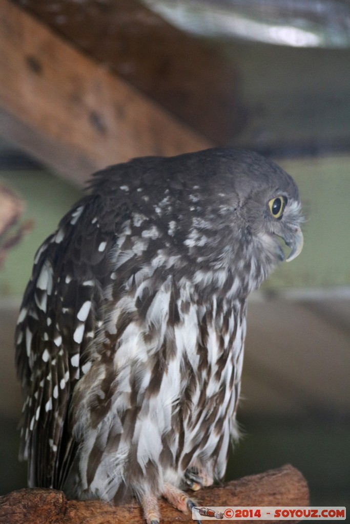 Brisbane - Birds
Mots-clés: AUS Australie Fig Tree Pocket geo:lat=-27.53392323 geo:lon=152.96838775 geotagged Queensland brisbane Lone Pine Sanctuary animals Australia animals oiseau