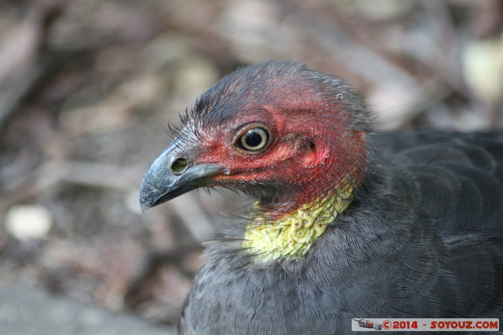Brisbane - Birds
Mots-clés: AUS Australie Fig Tree Pocket geo:lat=-27.53410161 geo:lon=152.96829253 geotagged Queensland brisbane Lone Pine Sanctuary animals Australia animals oiseau