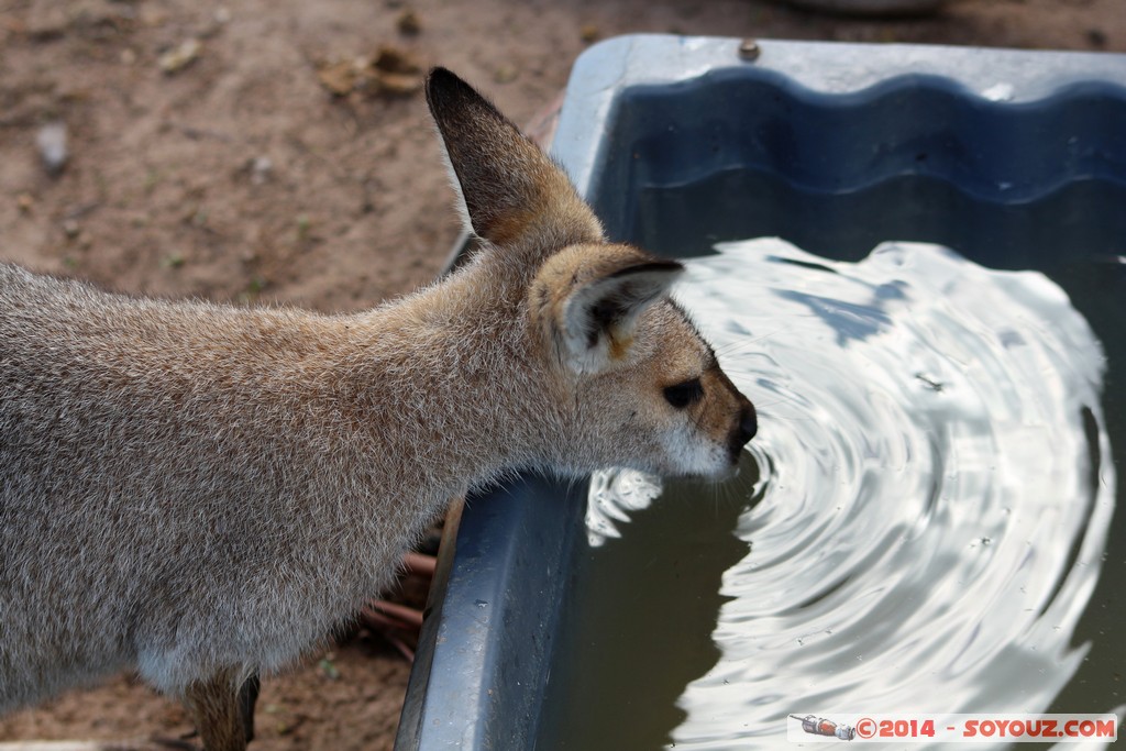 Brisbane - Wallaby
Mots-clés: AUS Australie Fig Tree Pocket geo:lat=-27.53484605 geo:lon=152.96760589 geotagged Queensland brisbane Lone Pine Sanctuary animals Australia animals Wallaby