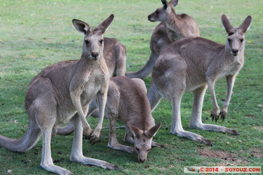 Brisbane - Wallaby
Mots-clés: AUS Australie Fig Tree Pocket geo:lat=-27.53484605 geo:lon=152.96760589 geotagged Queensland brisbane Lone Pine Sanctuary animals Australia animals Wallaby