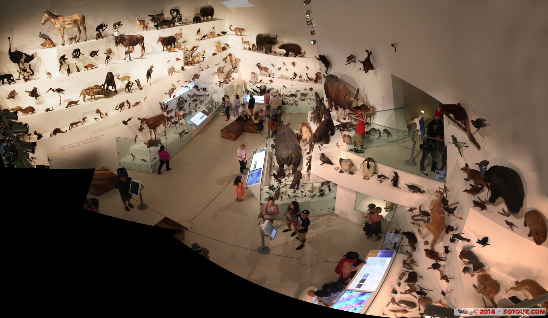 Melbourne Museum - Gallery
Stitched Panorama
Mots-clés: AUS Australie Carlton geo:lat=-37.80336000 geo:lon=144.97293800 geotagged Victoria Melbourne Museum animals
