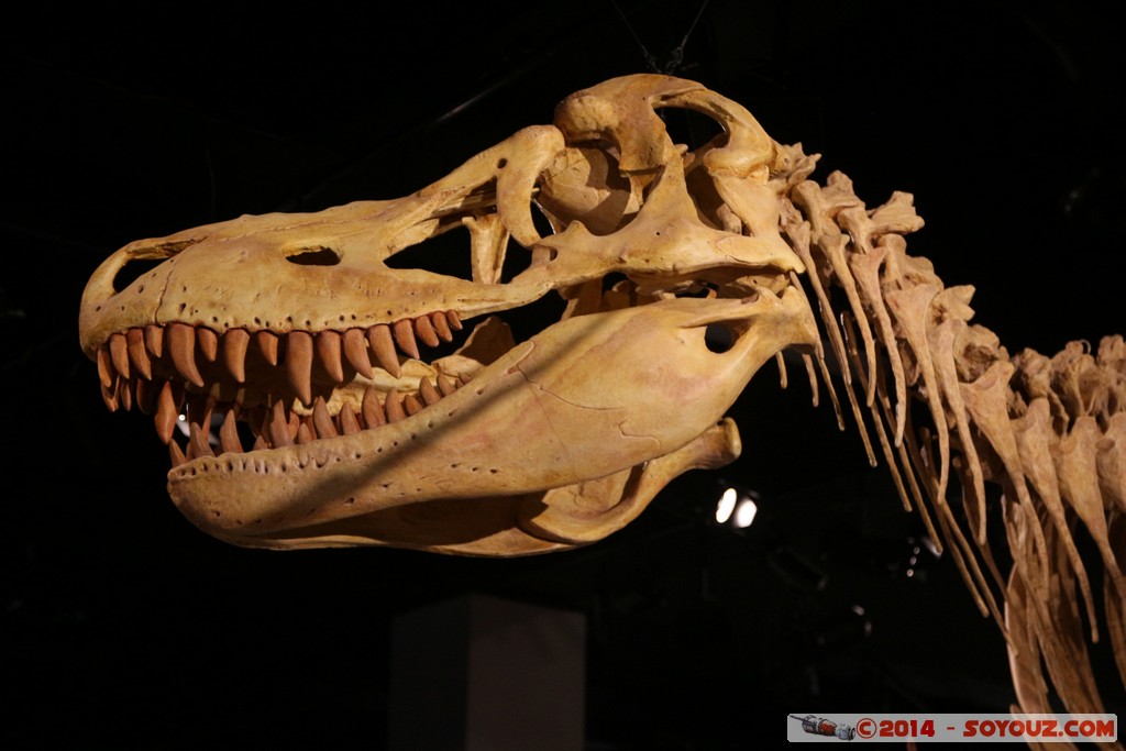 Melbourne Museum - Dinosaur skeleton
Mots-clés: AUS Australie Carlton geo:lat=-37.80325266 geo:lon=144.97119784 geotagged Victoria Melbourne Museum Dinosaure