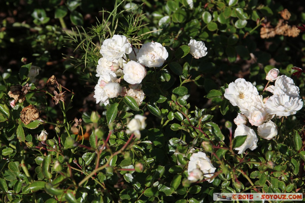 Melbourne - Royal Botanic Gardens
Mots-clés: AUS Australie geo:lat=-37.83053424 geo:lon=144.98336894 geotagged South Yarra Victoria Royal Botanic Gardens fleur