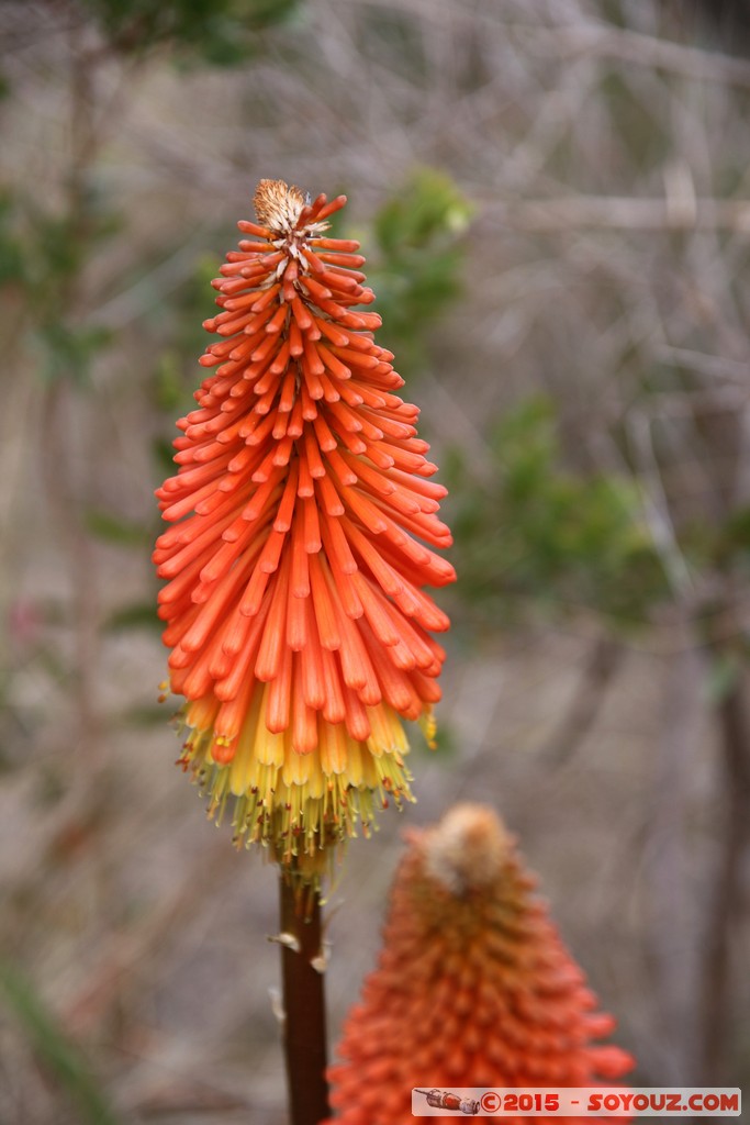 Great Ocean Road - Aireys Inlet
Mots-clés: Aireys Inlet AUS Australie geo:lat=-38.46784458 geo:lon=144.10316089 geotagged Victoria fleur