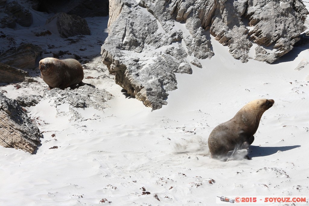 Kangaroo Island - Seal Bay - Seals
Mots-clés: AUS Australie geo:lat=-35.99453473 geo:lon=137.31921144 geotagged Seddon South Australia Kangaroo Island Seal Bay animals Phoques