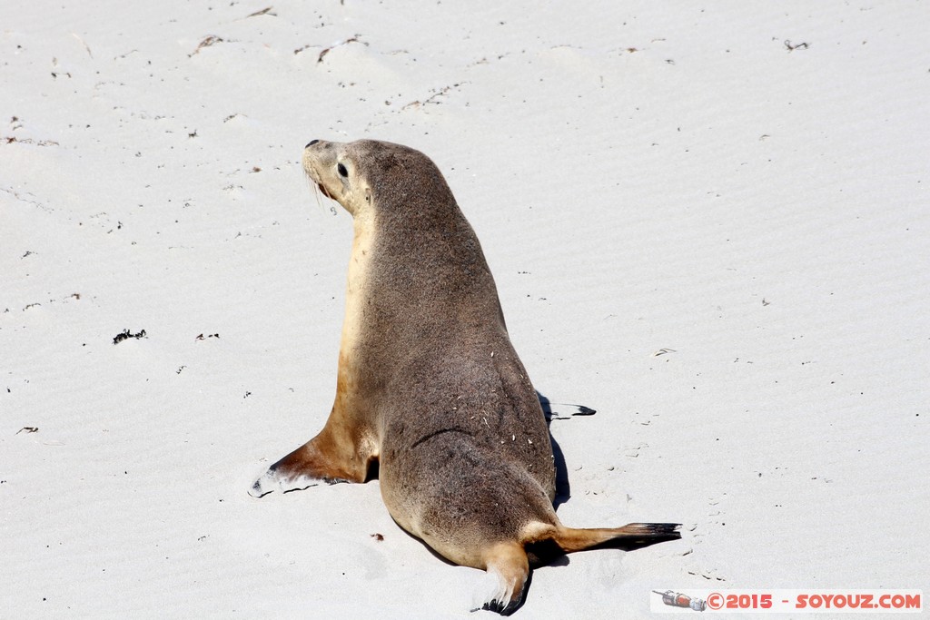 Kangaroo Island - Seal Bay - Seals
Mots-clés: AUS Australie geo:lat=-35.99453038 geo:lon=137.31916328 geotagged Seddon South Australia Kangaroo Island Seal Bay animals Phoques