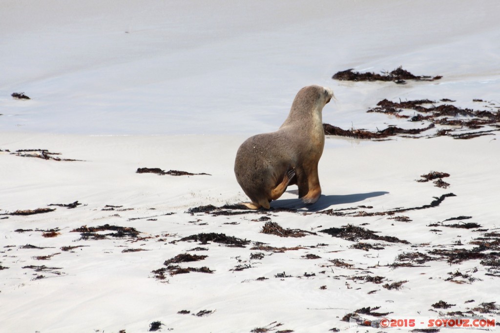 Kangaroo Island - Seal Bay - Seals
Mots-clés: AUS Australie geo:lat=-35.99452349 geo:lon=137.31891869 geotagged Seddon South Australia Kangaroo Island Seal Bay animals Phoques