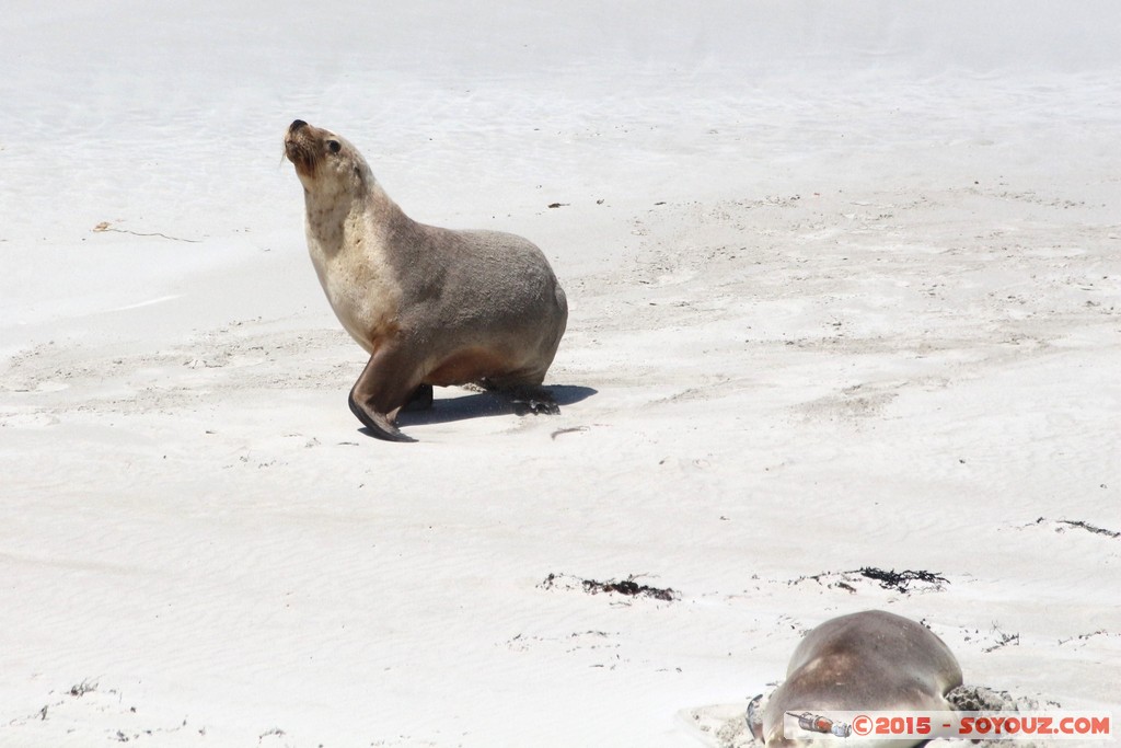 Kangaroo Island - Seal Bay - Seals
Mots-clés: AUS Australie geo:lat=-35.99429920 geo:lon=137.31723923 geotagged Seddon South Australia Kangaroo Island Seal Bay animals Phoques