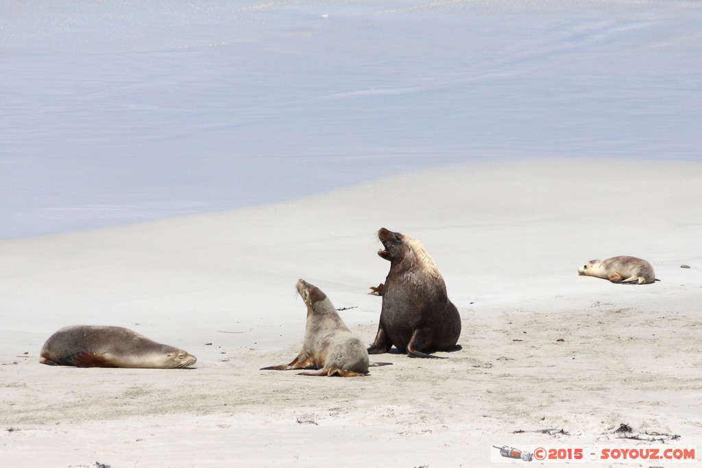 Kangaroo Island - Seal Bay - Seals
Mots-clés: AUS Australie geo:lat=-35.99428985 geo:lon=137.31723619 geotagged Seddon South Australia Kangaroo Island Seal Bay animals Phoques