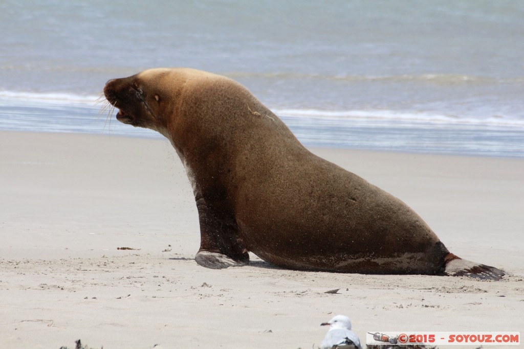 Kangaroo Island - Seal Bay - Seals
Mots-clés: AUS Australie geo:lat=-35.99465477 geo:lon=137.31659848 geotagged Seddon South Australia Kangaroo Island Seal Bay animals Phoques