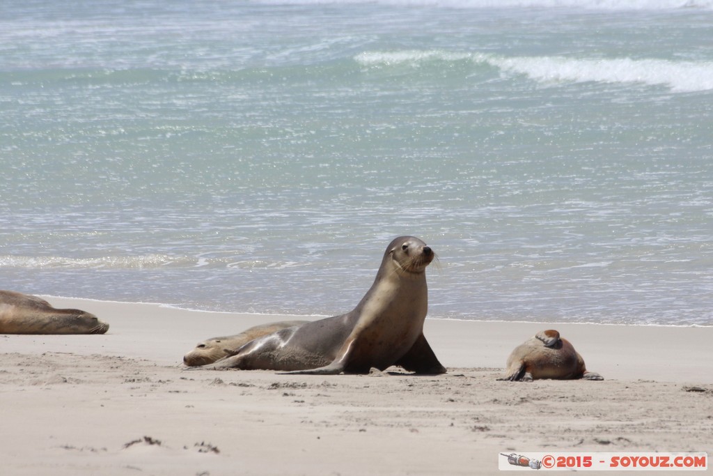 Kangaroo Island - Seal Bay - Seals
Mots-clés: AUS Australie geo:lat=-35.99465709 geo:lon=137.31660041 geotagged Seddon South Australia Kangaroo Island Seal Bay animals Phoques