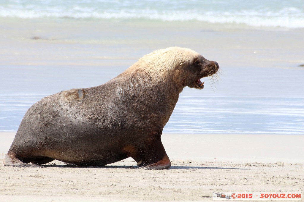 Kangaroo Island - Seal Bay - Seals
Mots-clés: AUS Australie geo:lat=-35.99466555 geo:lon=137.31660745 geotagged Seddon South Australia Kangaroo Island Seal Bay animals Phoques
