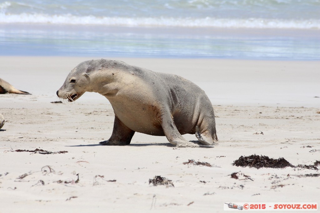 Kangaroo Island - Seal Bay - Seals
Mots-clés: AUS Australie geo:lat=-35.99468150 geo:lon=137.31662075 geotagged Seddon South Australia Kangaroo Island Seal Bay animals Phoques