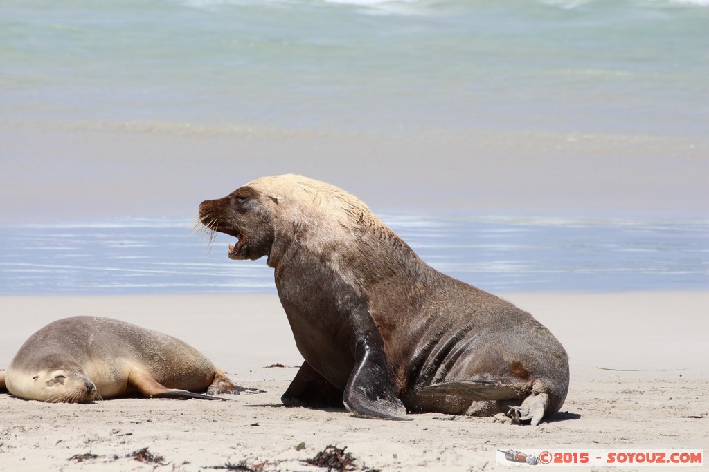Kangaroo Island - Seal Bay - Seals
Mots-clés: AUS Australie geo:lat=-35.99467020 geo:lon=137.31660280 geotagged Seddon South Australia Kangaroo Island Seal Bay animals Phoques