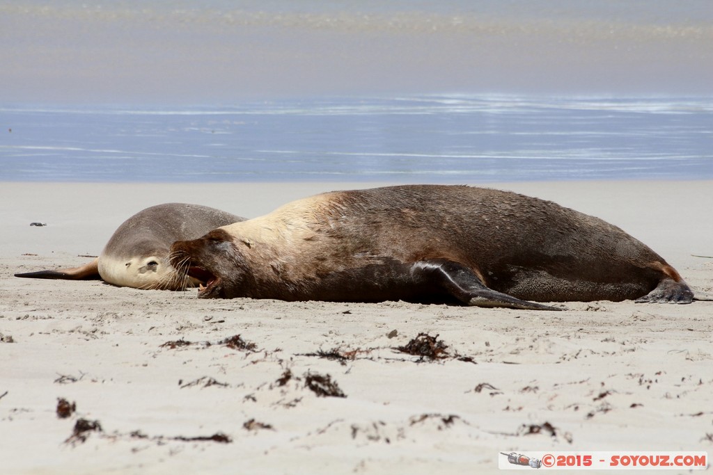 Kangaroo Island - Seal Bay - Seals
Mots-clés: AUS Australie geo:lat=-35.99466980 geo:lon=137.31660220 geotagged Seddon South Australia Kangaroo Island Seal Bay animals Phoques