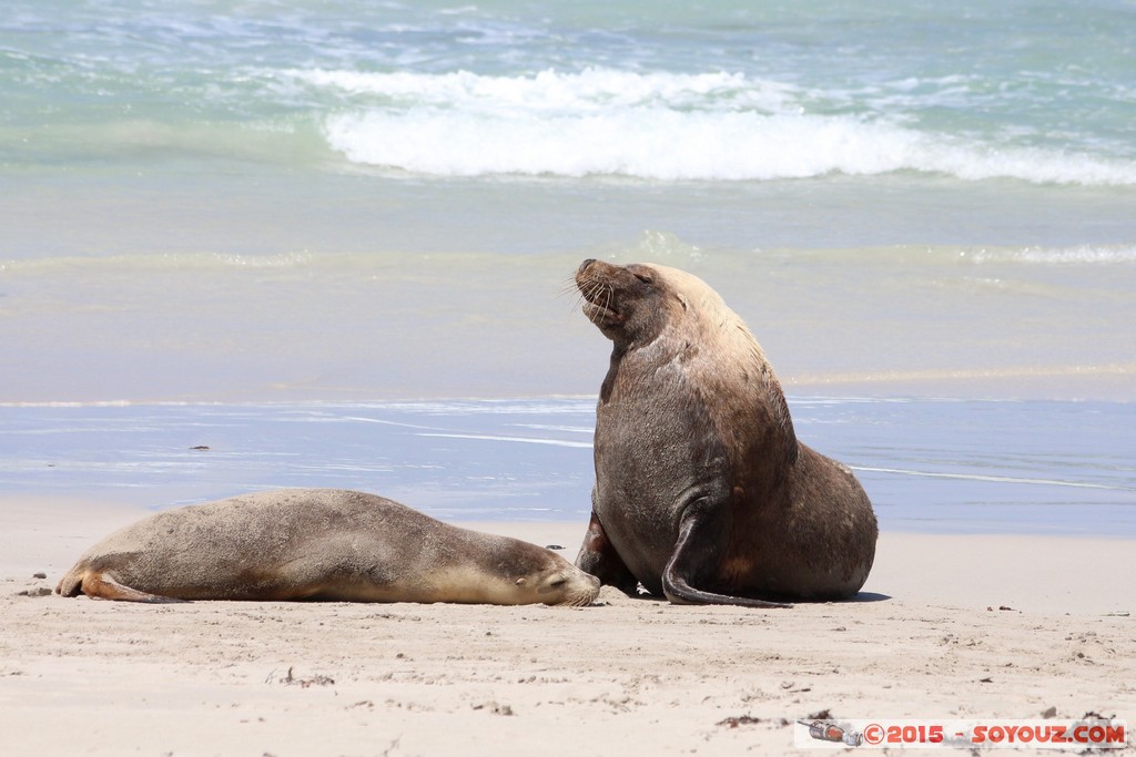 Kangaroo Island - Seal Bay - Seals
Mots-clés: AUS Australie geo:lat=-35.99454800 geo:lon=137.31647367 geotagged Seddon South Australia Kangaroo Island Seal Bay animals Phoques