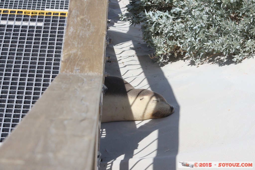 Kangaroo Island - Seal Bay - Seals
Mots-clés: AUS Australie geo:lat=-35.99430014 geo:lon=137.31720155 geotagged Seddon South Australia Kangaroo Island Seal Bay animals Phoques