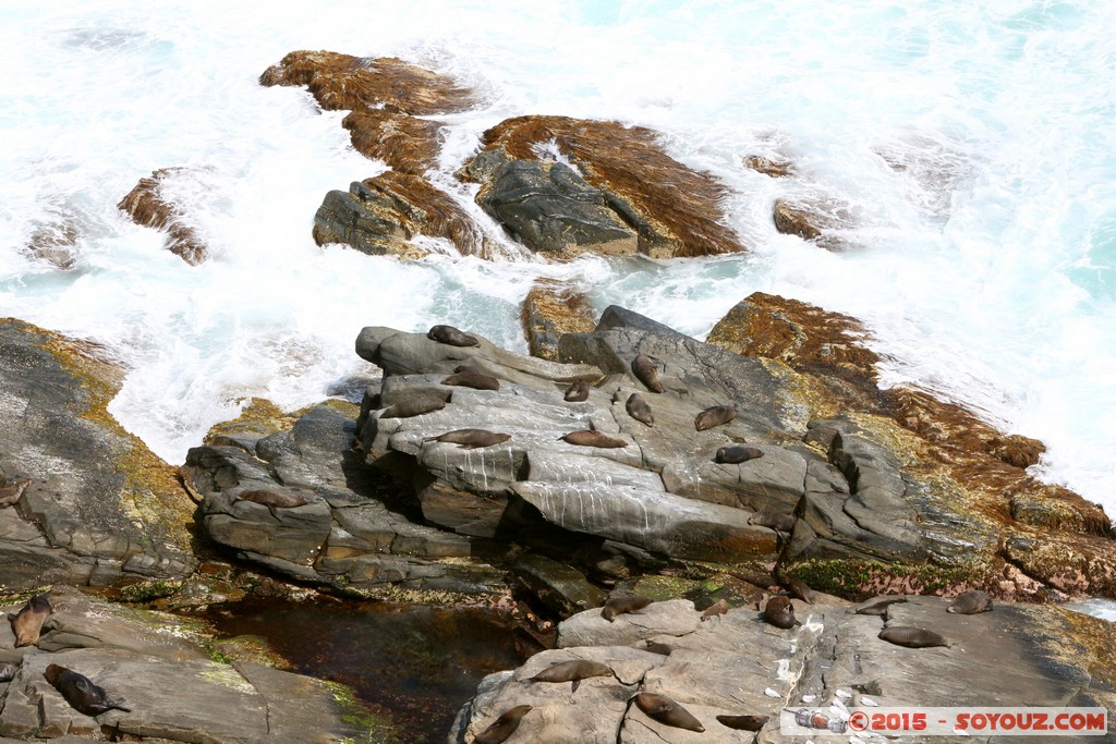 Kangaroo Island - Admirals Arch
Mots-clés: AUS Australie geo:lat=-36.06141200 geo:lon=136.70547200 geotagged State of South Australia South Australia Kangaroo Island Admirals Arch Flinders Chase National Park