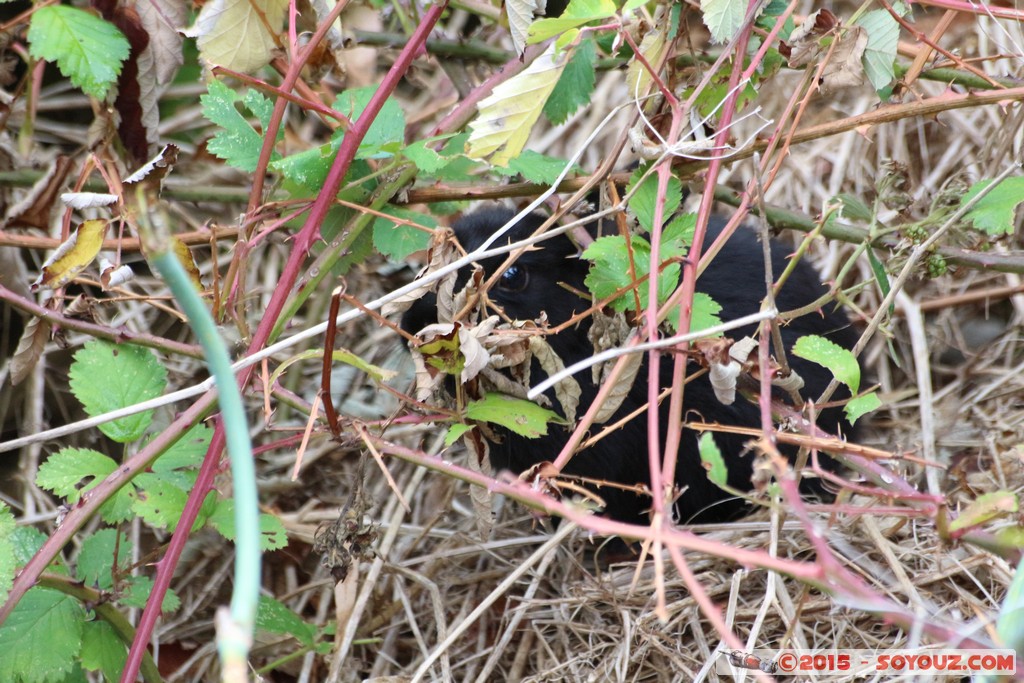 Cleland Conservation Park - Koala
Mots-clés: AUS Australie geo:lat=-34.95631850 geo:lon=138.69371000 geotagged Greenhill South Australia Cleland Conservation Park Parc animals animals Australia koala