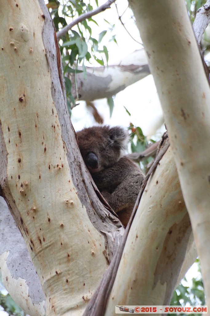 Cleland Conservation Park - Koala
Mots-clés: AUS Australie geo:lat=-34.95705840 geo:lon=138.69389280 geotagged Greenhill South Australia Cleland Conservation Park Parc animals animals Australia koala