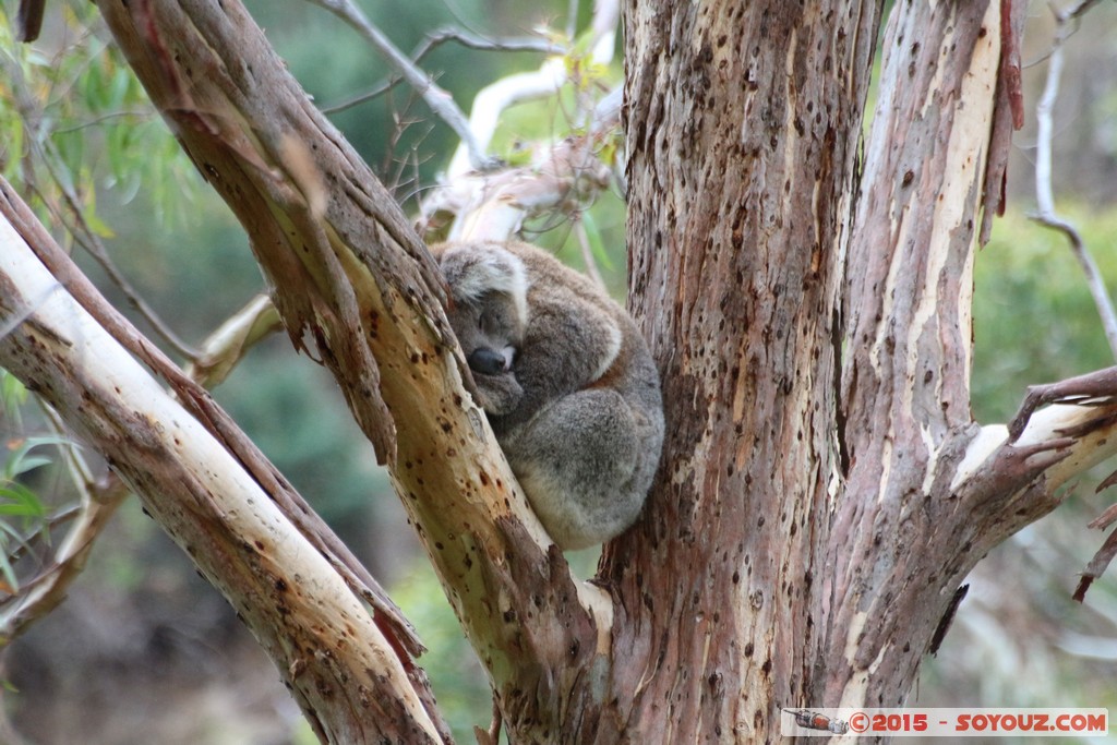 Cleland Conservation Park - Koala
Mots-clés: AUS Australie geo:lat=-34.95772410 geo:lon=138.69448350 geotagged Greenhill South Australia Cleland Conservation Park Parc animals animals Australia koala
