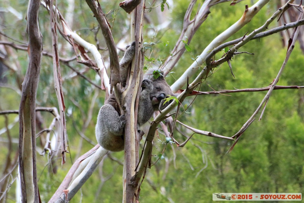 Cleland Conservation Park - Koala
Mots-clés: AUS Australie geo:lat=-34.96451780 geo:lon=138.70238080 geotagged Greenhill South Australia Cleland Conservation Park Parc animals animals Australia koala