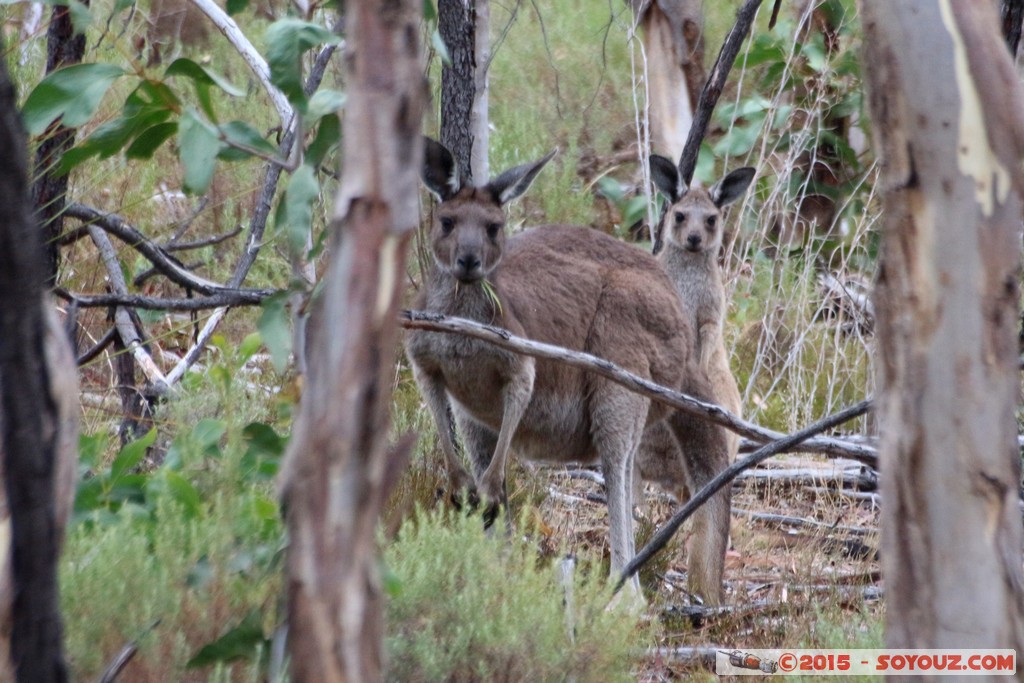 Cleland Conservation Park - Wallaby and joey
Mots-clés: AUS Australie geo:lat=-34.96238794 geo:lon=138.69779971 geotagged Greenhill South Australia Cleland Conservation Park Parc animals animals Australia Wallaby