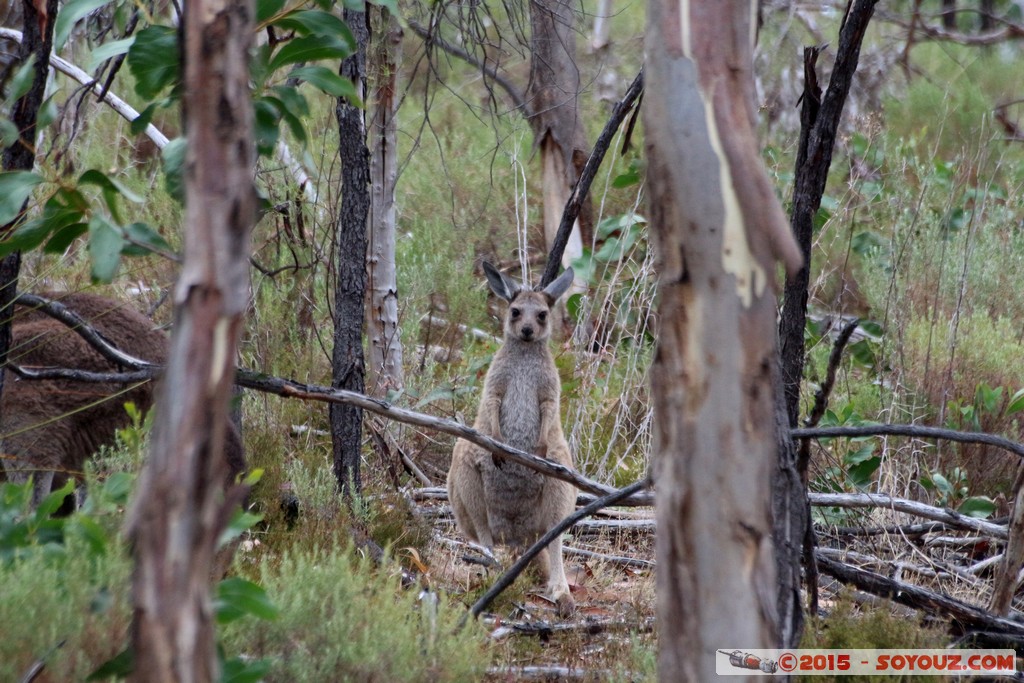 Cleland Conservation Park - Wallaby and joey
Mots-clés: AUS Australie geo:lat=-34.96241678 geo:lon=138.69773467 geotagged Greenhill South Australia Cleland Conservation Park Parc animals animals Australia Wallaby