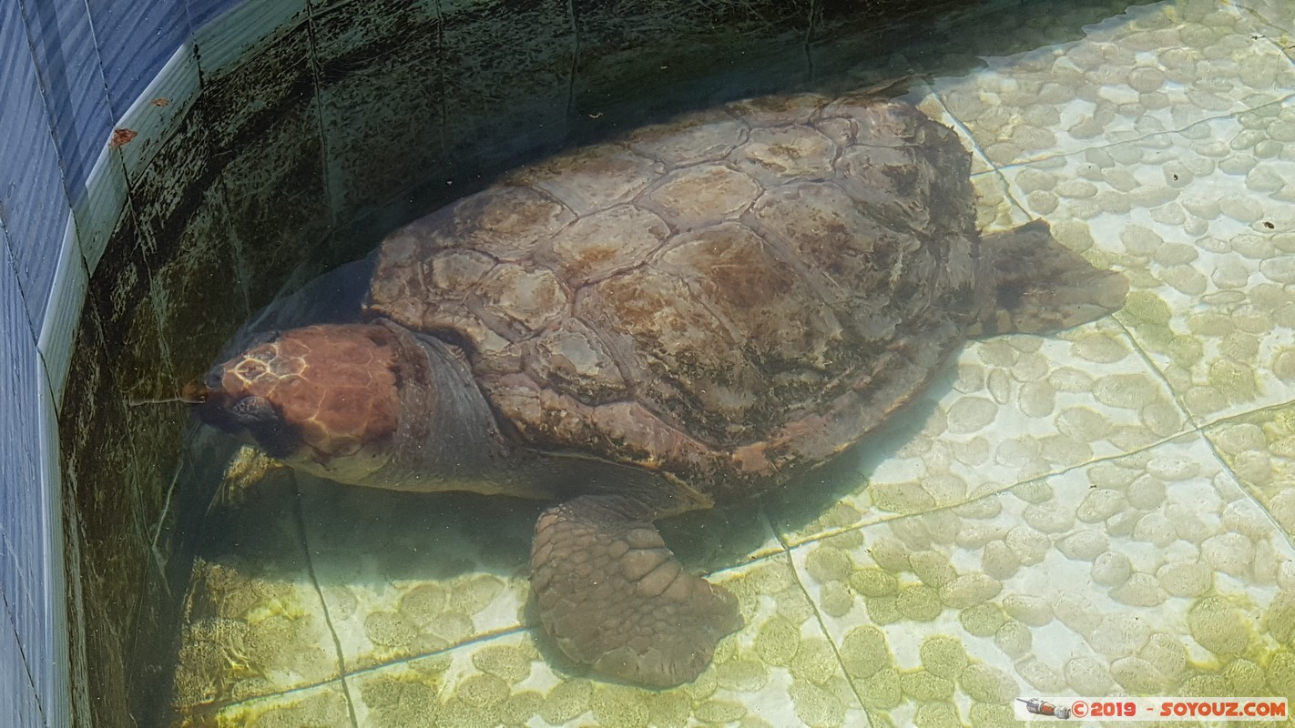 Sao Vicente - Calhau - Tortuga
Mots-clés: Sao Vicente Calhau animals Tortue