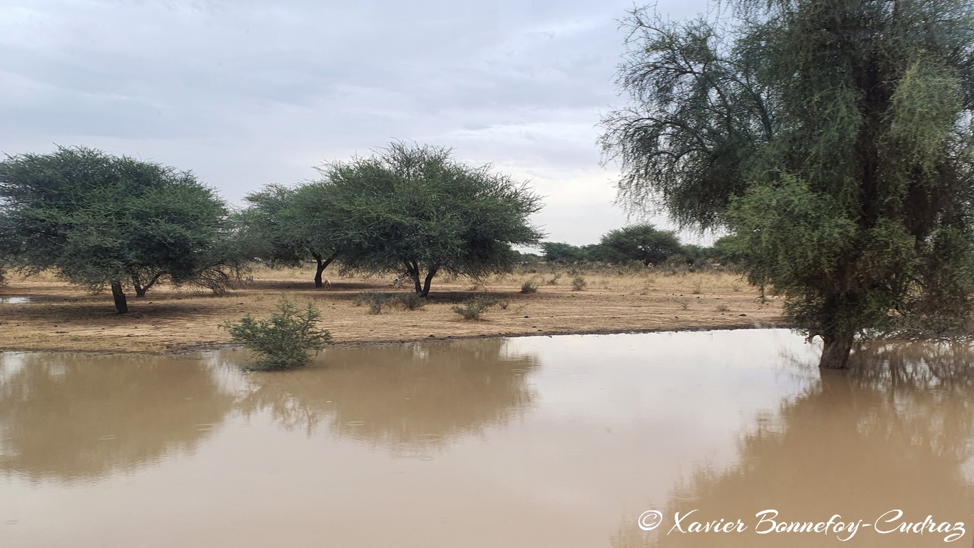 Bassikounou
Mots-clés: Bassikounou geo:lat=15.83944882 geo:lon=-6.03119373 geotagged Hodh ech Chargui Mauritanie MRT Arbres