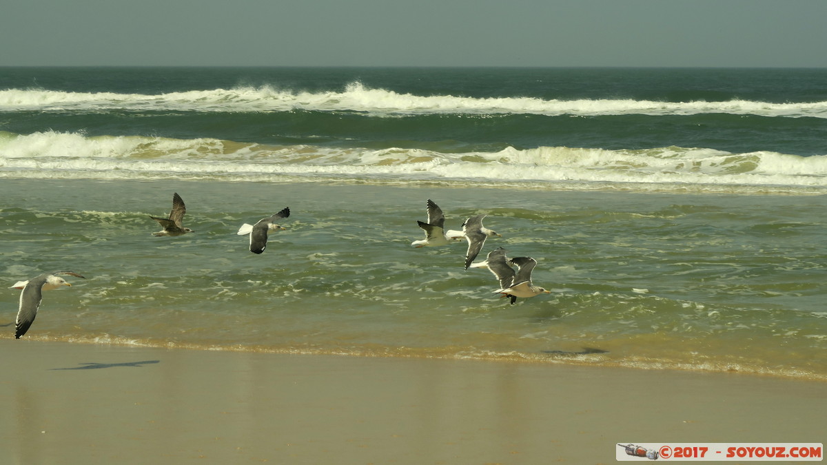 De Saint-Louis a Lompoul par la Plage
Mots-clés: geo:lat=15.50595745 geo:lon=-16.68960571 geotagged Petion Region Louga SEN Senegal Mer Atlantique animals oiseau plage