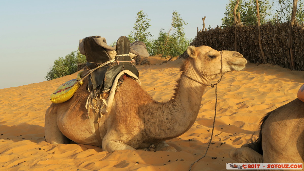 Desert de Lompoul - Dromadaire
Mots-clés: geo:lat=15.45477378 geo:lon=-16.68719172 geotagged Mbèss Region Louga SEN Senegal Désert de Lompoul Desert Dromadaire animals