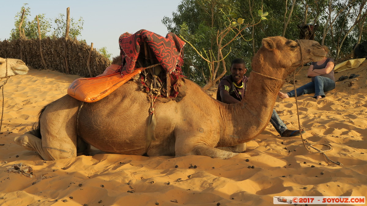 Desert de Lompoul - Dromadaire
Mots-clés: geo:lat=15.45477378 geo:lon=-16.68719172 geotagged Mbèss Region Louga SEN Senegal Désert de Lompoul Desert Dromadaire animals