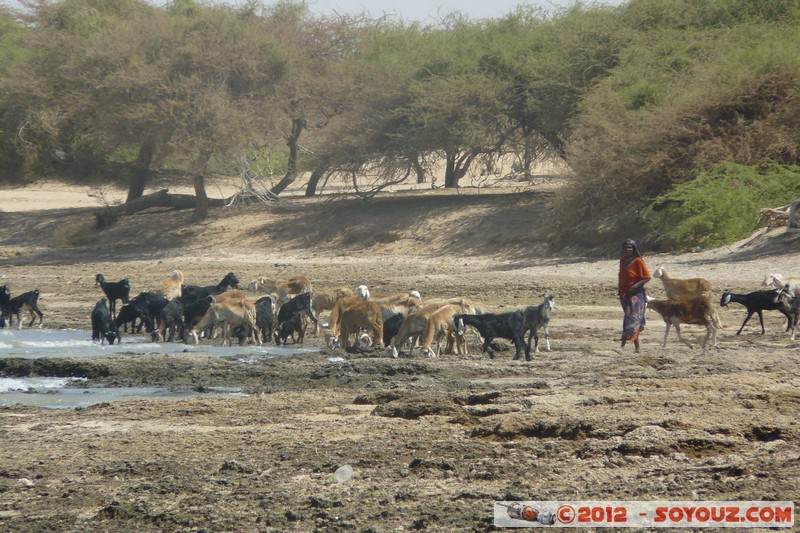 Jebel Aulia
Mots-clés: geo:lat=15.09890453 geo:lon=32.45334444 geotagged Soudan Jebel Aulia animals chevre