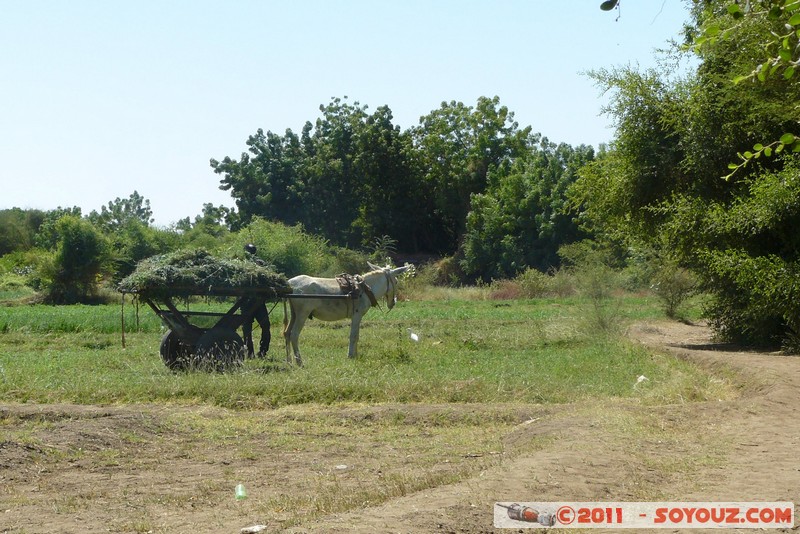 Khartoum - Tuti Island
Mots-clés: Al KharÅ£Å«m geo:lat=15.63320725 geo:lon=32.50493975 geotagged Sababi SDN Soudan personnes animals cheval