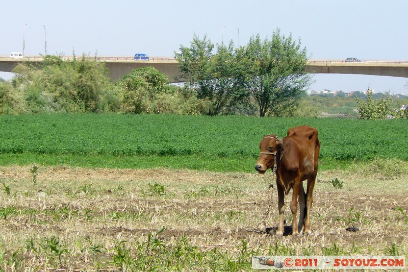 Khartoum - Tuti Island
Mots-clés: Al KharÅ£Å«m geo:lat=15.63729868 geo:lon=32.50509852 geotagged Sababi SDN Soudan animals vaches Pont