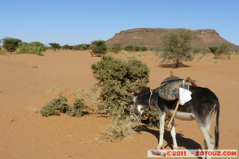 El Ghadoora - Desert - Donkey
Mots-clés: El Ghadoora geo:lat=16.43186726 geo:lon=33.24752109 geotagged Nahr an NÄ«l SDN Soudan animals ane Montagne Desert