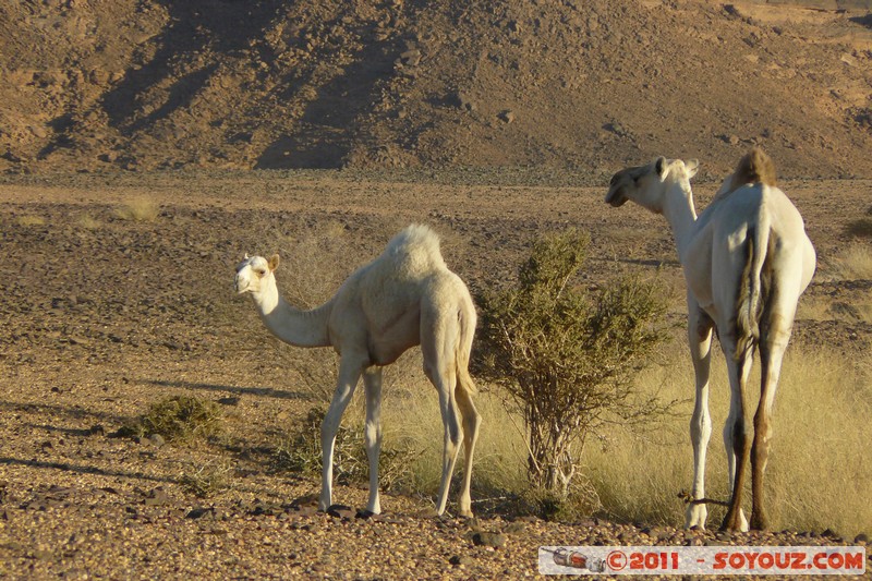 Musawwarat es-Sufra - Camels
Mots-clés: geo:lat=16.41621634 geo:lon=33.28969081 geotagged Hillat Qad el Habob Nahr an NÄ«l SDN Soudan animals chameau