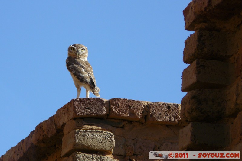 Meroe Pyramids - Northern Cemetery - Owl
Mots-clés: geo:lat=16.93892881 geo:lon=33.75038356 geotagged Hillat ed Darqab Nahr an NÄ«l SDN Soudan Desert animals oiseau chouette