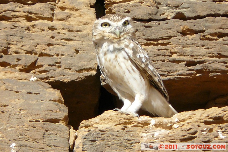 Meroe Pyramids - Northern Cemetery - Owl
Mots-clés: geo:lat=16.93902631 geo:lon=33.75041842 geotagged Hillat ed Darqab Nahr an NÄ«l SDN Soudan Desert animals oiseau chouette