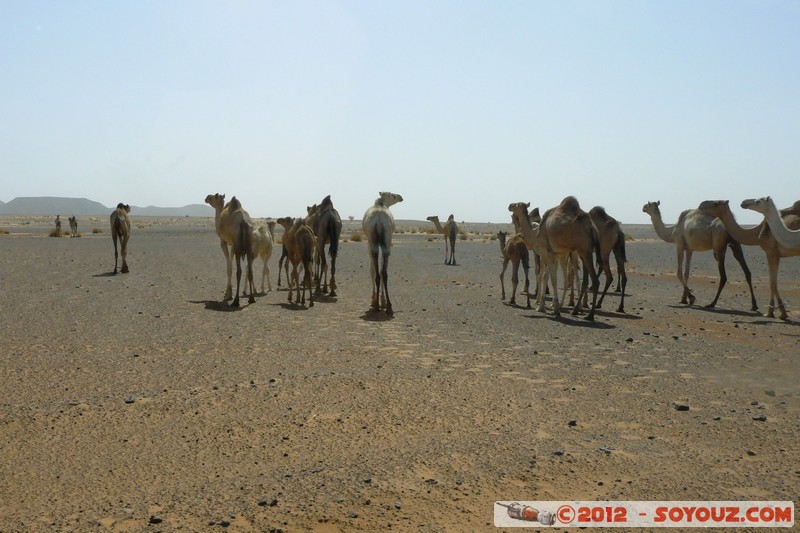 Meroe - Camels
Mots-clés: geo:lat=16.93875176 geo:lon=33.74030113 geotagged Hillat ed Darqab Nahr an NÄ«l Soudan animals chameau
